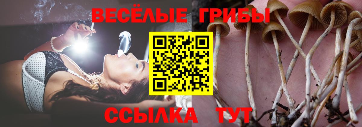 Псилоцибиновые грибы MAGIC MUSHROOMS  Вход с VPN  Шатура 